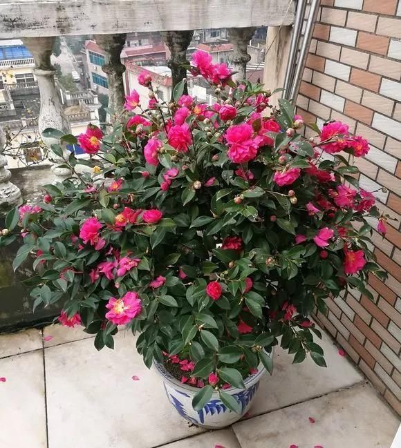 浇水|这3种花上档次，阳台养一盆，开花比香水还好闻