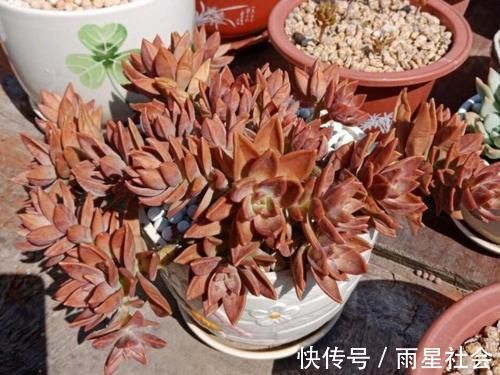 养多肉3年顺风顺水，多亏选了这6种大普货，现在全是大老桩