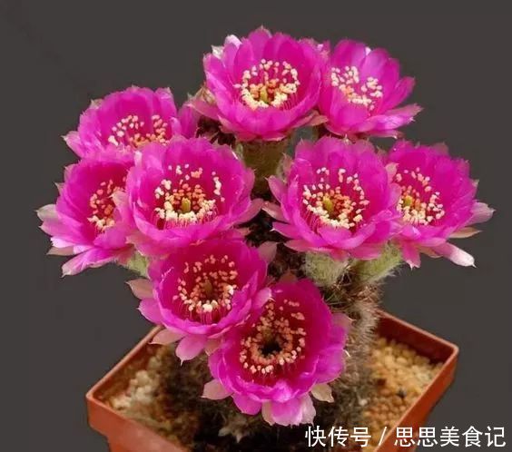 第一次见这么美的仙人掌花！大开眼界！