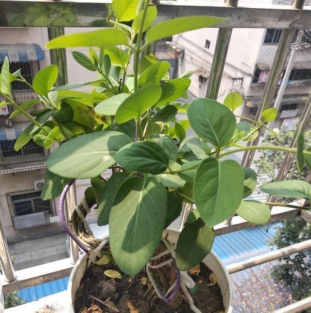 不想买花就养这,随手扦插1个枝,10天发芽,能长成老桩,花芳香