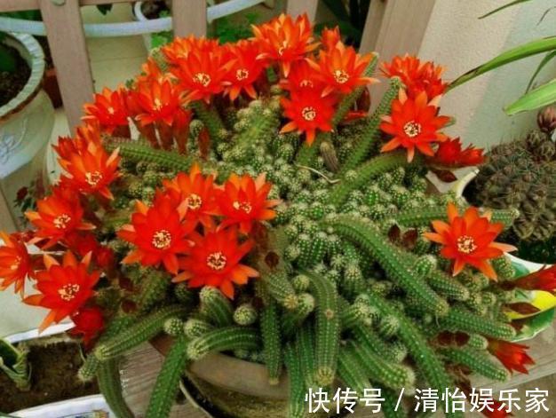 成本|花农养花为啥成本这么低学会用小苏打,几十盆都花不了2块钱