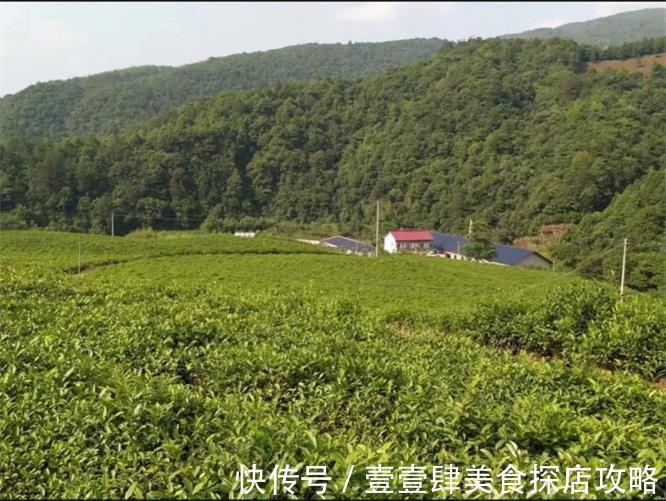 江南天路|安徽皖南川藏线九峰茶谷山庄民宿，几百亩茶园，采茶女手把手教你