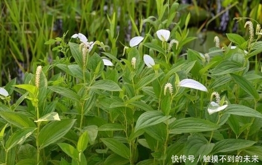 脚气|池塘边生长的野草，老农用来治脚气，称为“白舌骨”，价值珍贵