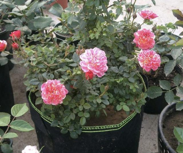 什么“养花肥”,都不如“它”,腐熟后浇君子兰、月季,开出花!