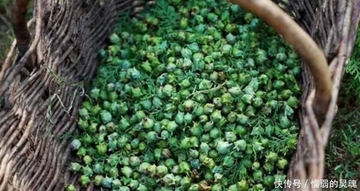 农村野生果子,却能改善睡眠,常用还能使头发变黑!