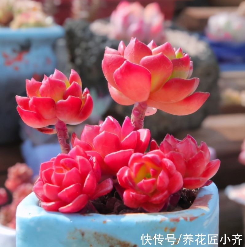 老手|新手刚接触多肉，记住“四不买”，让你养多肉变得简单