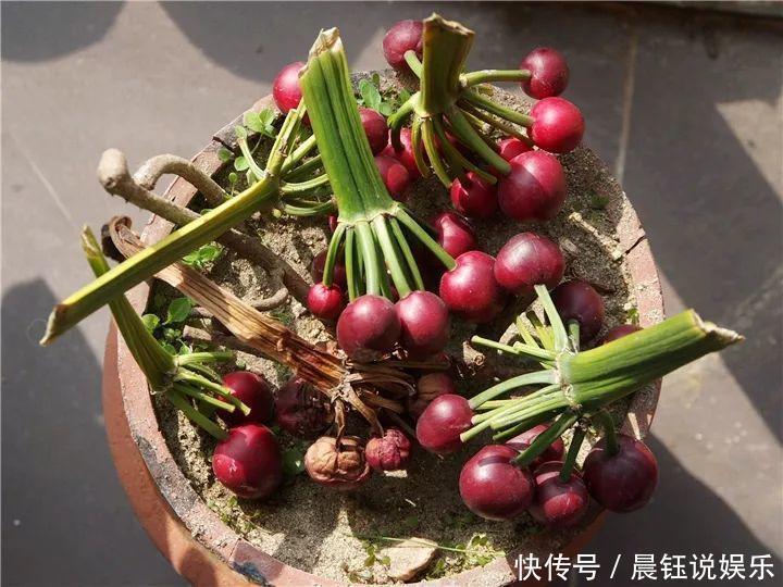 大户|3种花不用“扦插”，花开完等俩月，半年变成“养花大户”！