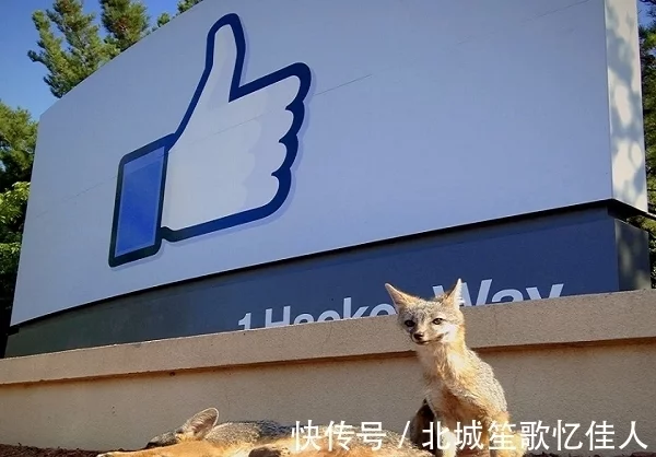 Facebook总部的新邻居　密谋接管网路世界．．．