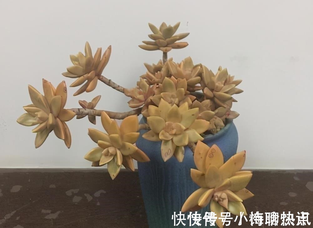 养多肉3年顺风顺水，多亏选了6种大普货，现在全是大老桩