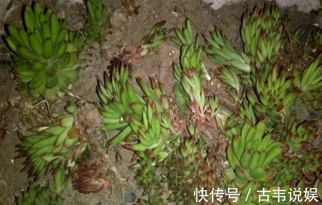 别人扔的多肉，他非要捡，最后照样也能养爆盆！