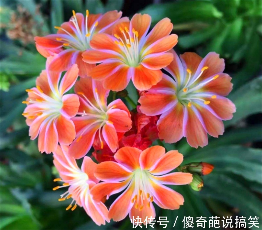 多肉也能花开爆盆,3种多肉人称“开花机器”,开花勤快又娇艳