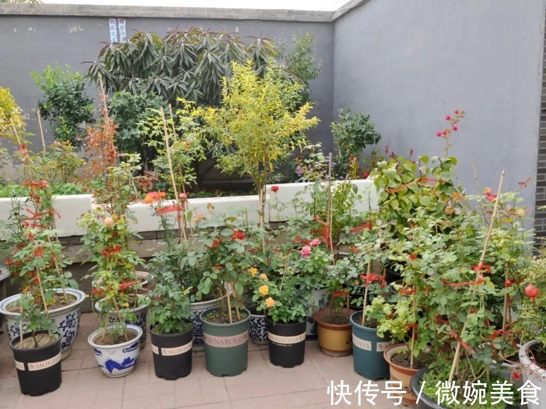 显摆一下我的家丨花开香满院,爱花人在自家庭院建小花园