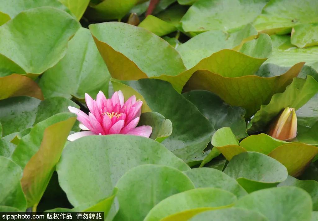 细“鼠”点滴:极不平凡的2020年,看完竟然默默流泪了!