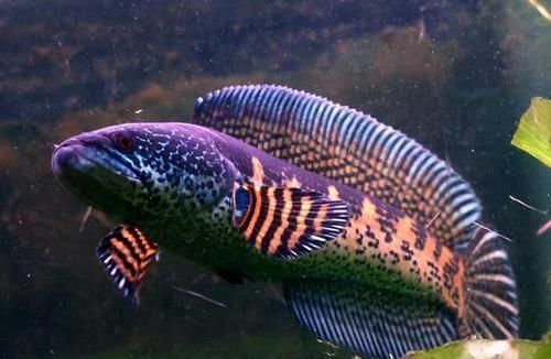 蛇头|鱼塘里横扫一切的黑鱼,连食人鱼都不怕,它们的天敌是什么鱼?