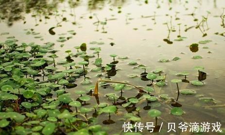 水葫芦|这5种花，家里不要随便养，小心泛滥成灾