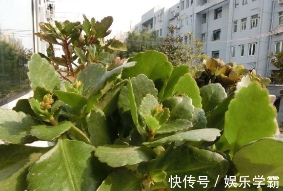 颗粒肥|养出一盆好的长寿花,一定要舍得用肥料,肥料够了才能开花