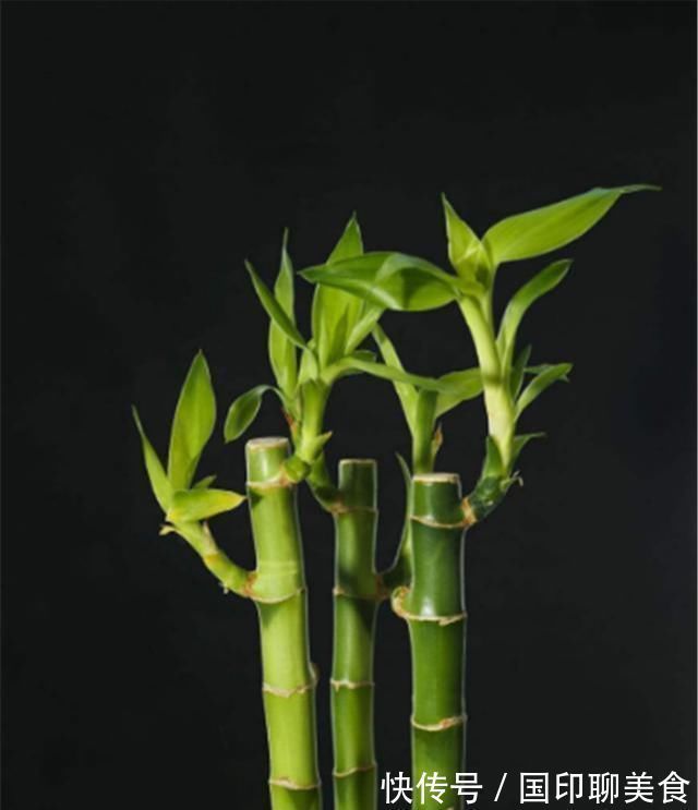 水培富贵竹生根了,如何换水,知道此几个小妙招,轻松即可搞定