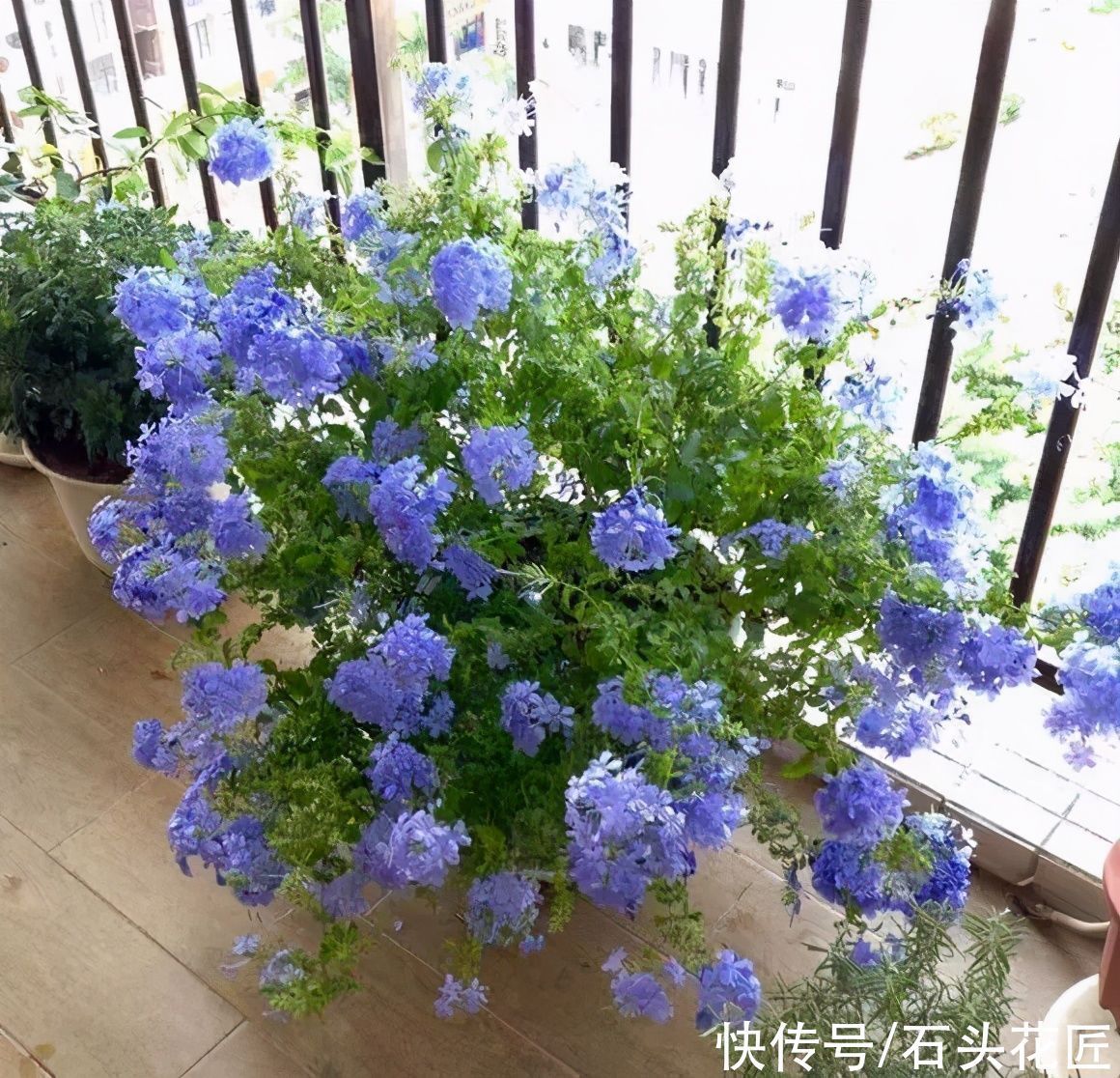 太阳花|天气越热,越能开爆盆的“5种花”,阳台各养1盆开花上千朵