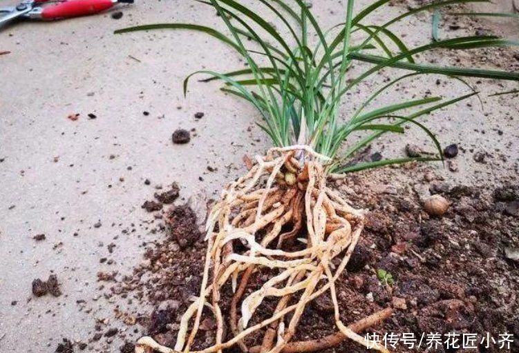 兰花一直不长新芽，春季花后做好3点，叶子油绿，新芽蹭蹭往外冒