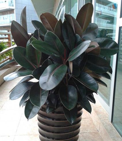 这东西“家家有”,给橡皮树埋花盆里,橡皮树疯长,叶片大又亮