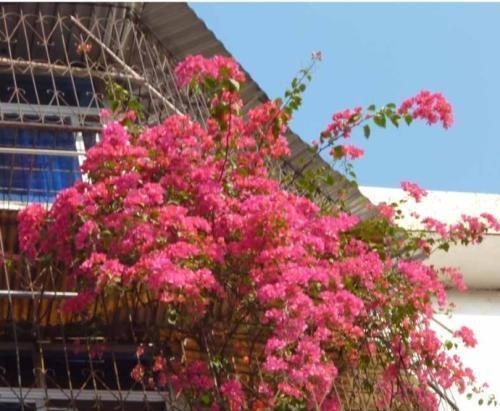 阳台养花在精不在多,3种花好养又好看,值得养一盆