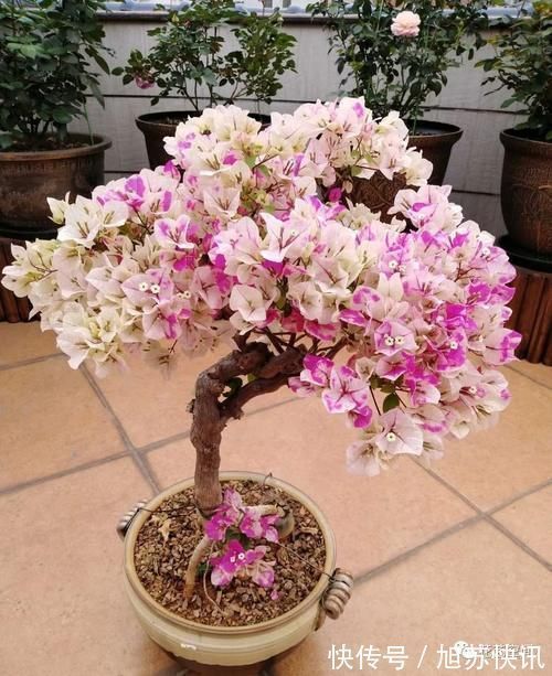 花期|“最累”的8种花,花开连续几个月,一次开花几百朵!