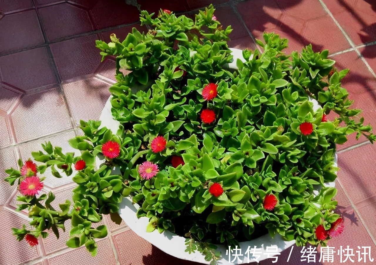 牡丹吊兰|4种花能观赏能“养人”,建议养几盆,好看又利于健康