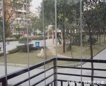 阳台|越来越流行这样封阳台,美观又通风,后悔我家装错了!