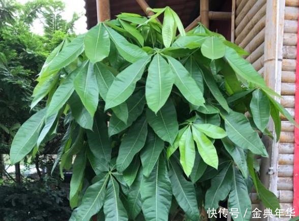 发财树就是这么好养,只需4步,枝叶繁茂,再也不黄叶烂根