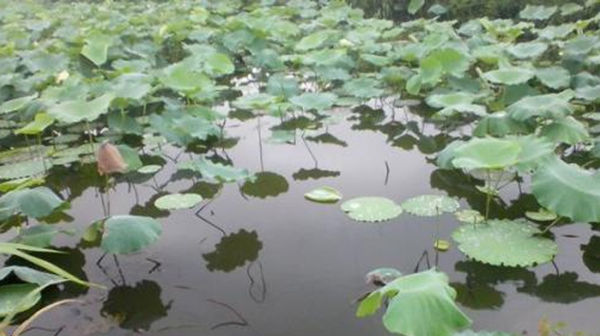 地方|三伏天野钓，鱼喜欢扎堆在这些地方，钓点选这些位置，一钓一个准