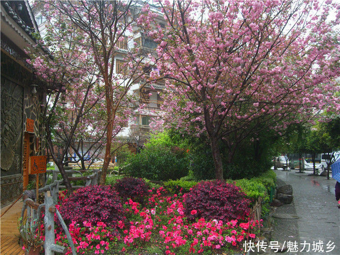 老年|贵州雷山：鲜花争奇斗艳 色彩艳丽县城