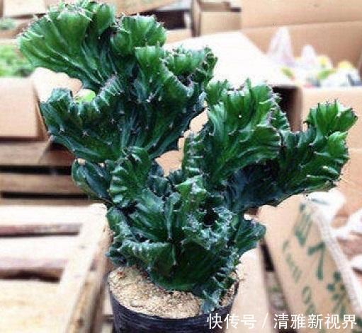 盆景|张大姐捡到一棵“怪植物”,放在盆里细心呵护,现在升值赚大了