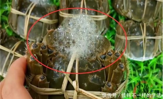 知识|才发现,原来螃蟹身上有两处“小机关”,一捏就知肥瘦,涨知识了