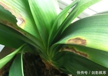 君子兰|为什么君子兰长的慢?掌握这几点,君子兰蹭蹭往上长!