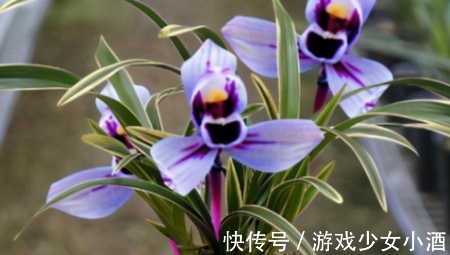 花色独一无二的“紫月荷”,梦幻奇特,花香四溢,新手花迷也能养