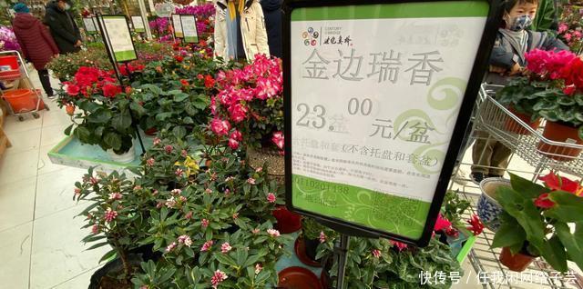 北京开了第一家绿植花卉大超市,就在南三环边上明码标价新鲜实惠