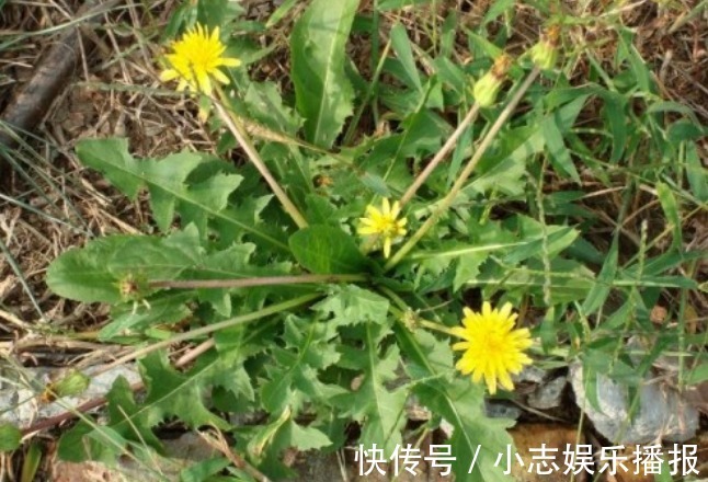 蒲公英|蒲公英和此物是天生一对，每天一杯，淡化色斑，肝也越来越健康