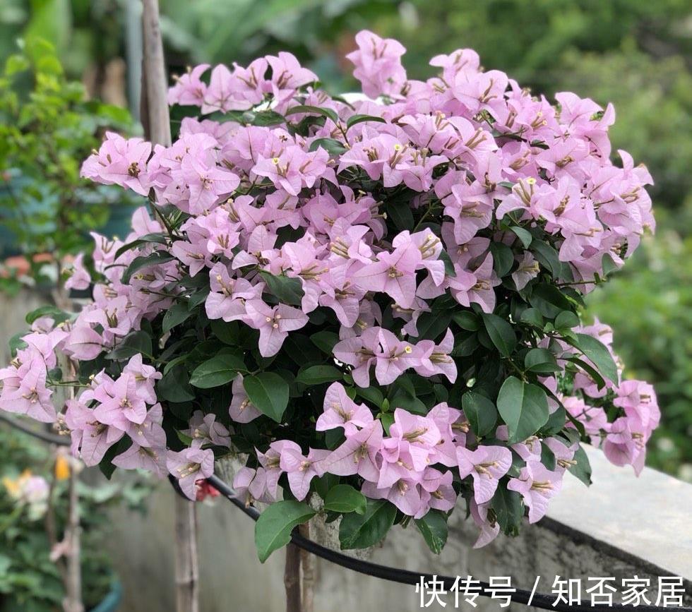 阳台上|4种花耐旱耐高温，花漂亮很好养，不用怎么管也长势很旺
