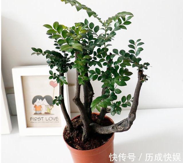 花旺财|家中养花不要瞎眼!这6种花旺财又养人,而这2种花是大忌!