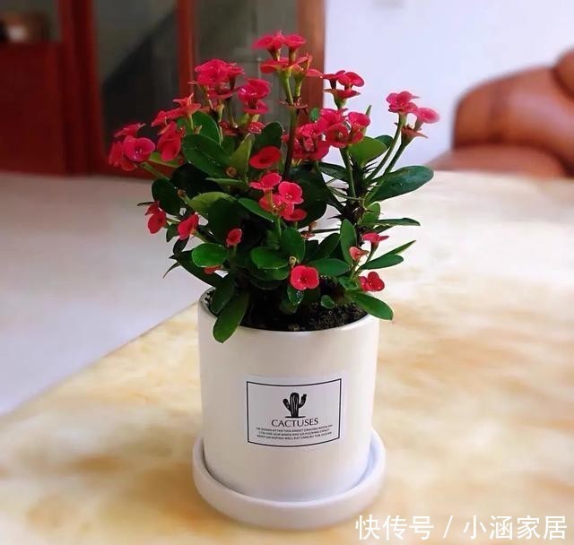 家里|家里养盆虎刺梅,一年四季都能开花,漂亮又好养,新手也能尝试!