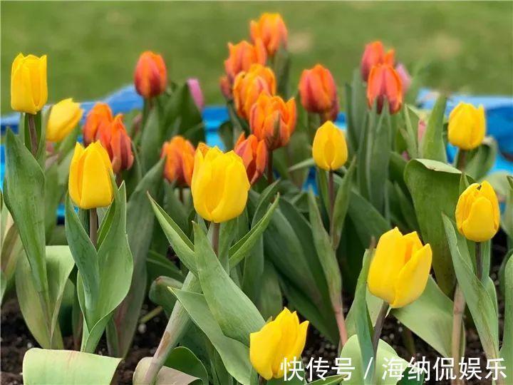 枝条|急性子养的6种花,长的快、爆花多,1盆能开大半年!