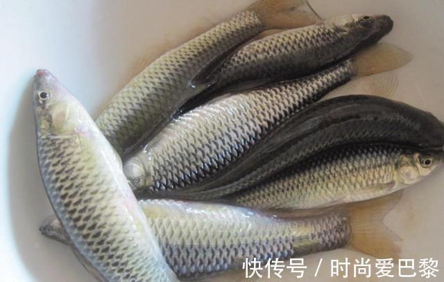 石油|这4种鱼尽量少吃,或含有甲醛和重金属,不妨来了解一下