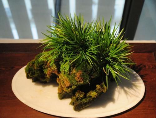 长在河边的“灵草”,为何摇身一变成了高档盆景?一文说透菖蒲