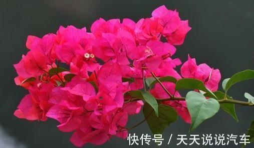 有院子不要错过,种2棵巴西进口花,一年就长成花墙,香味飘很远