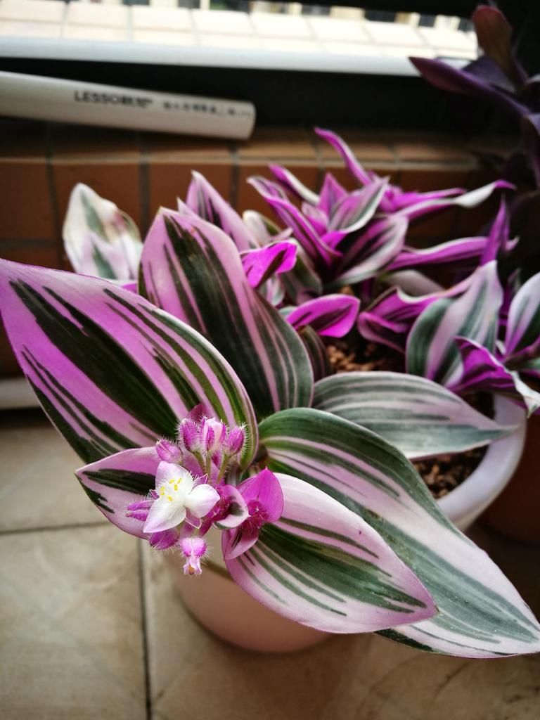 叶子像油画的5种花,耐阴效果好,家里没光也能养