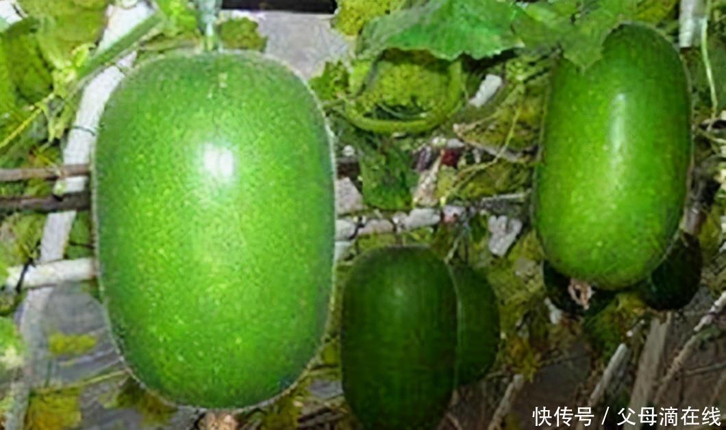 聪明的人爱吃3种食物,补血养气、延年益寿,只要几块钱!