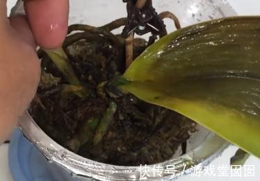 大蒜小米辣养兰花,杀虫杀菌,刺激根部生长,救烂根蝴蝶兰