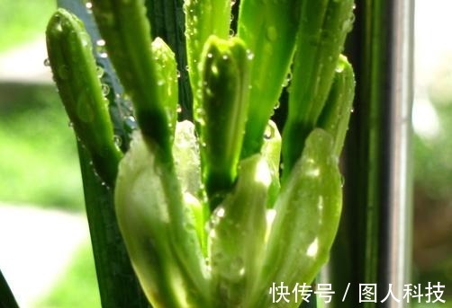 补肥|做好这4步,君子兰就能养好,叶子翠绿,过年花箭窜出来