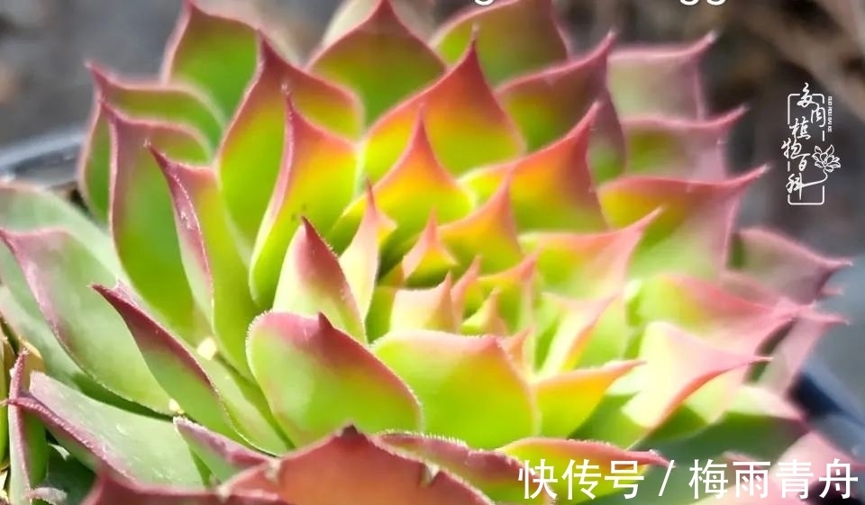 爱上多肉:何须浅碧轻红,自是花中一流!