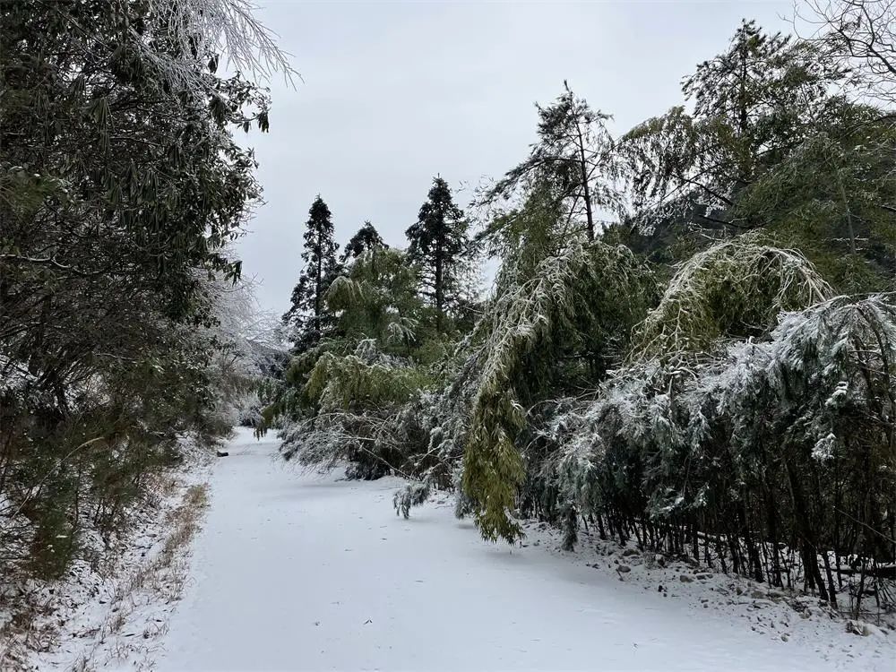 一夜之间|赏绝美雪景，邂逅野生小动物！